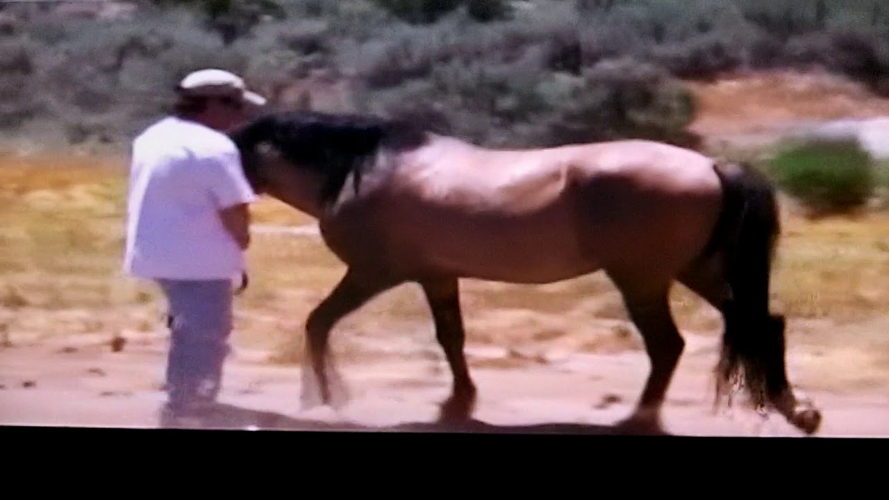 Sulphur Horses, Sulphur's Anhur Maximus, presented by Ron Roubidoux