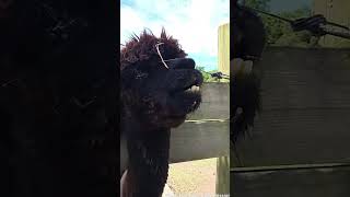 The Alpaca Chose VIOLENCE!!!
