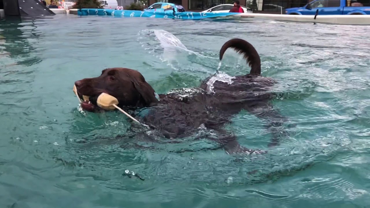 Barks and Brews at Lucky Lab