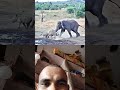 Nitish Kumar official #animals #wildlife #elephant #anime #slowed #music