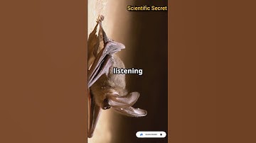 #HowBatsNavigate in Darkness: The Science Behind #Echolocation