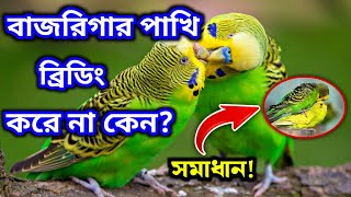 বাজরিগার পাখি ব্রিডিং করে না কেন | গুরুত্বপুর্ণ পাঁচটি কারণ ও সমাধান | বাজরিগার পাখি পালন পদ্ধতি