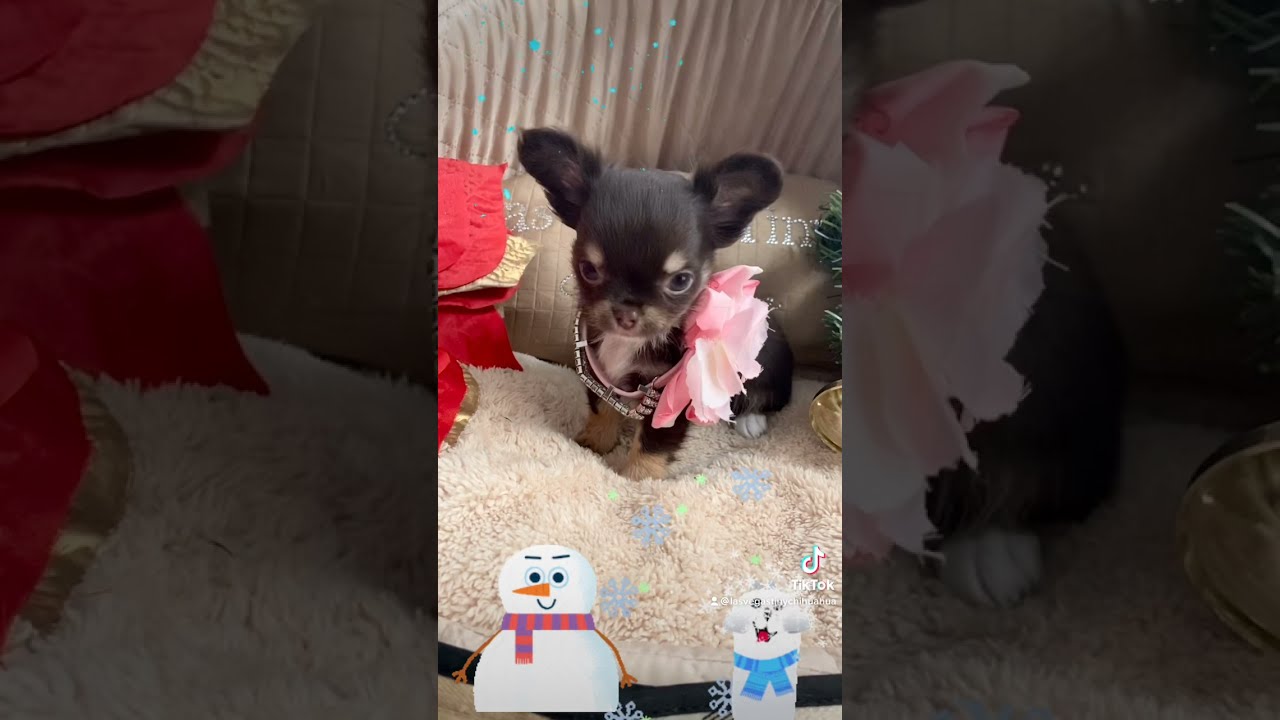 Very Cute Chocolate Long Haired Chihuahua Puppy From Las Vegas Tiny 