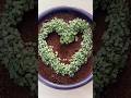 Unique Seed Growing👩❤️👨❤️#seedart #valentinesday💓 #harvesting #farming #trending #viral #skills