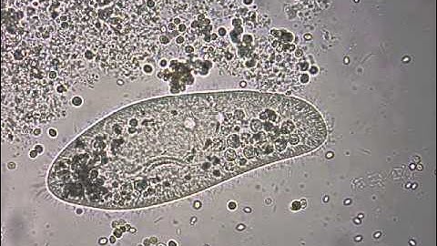 Paramecium under the microscope