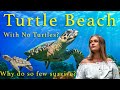 Visiting Turkiye&#39;s ONLY Turtle Sanctuary - Turtle Beach, Dalyan