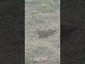 Cute Baby Dove 🕊️🩷