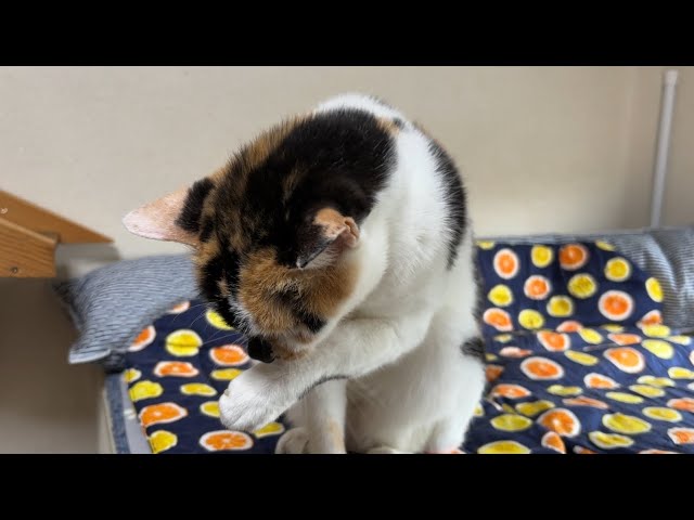 にゃんにゃんライブ 2025/9/22 - YouTube