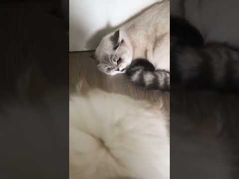 Встреча через пару месяцев Кошки-Мамы со своим котёнком #shorts #cat #шиншилла