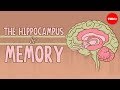 What happens when you remove the hippocampus? - Sam Kean