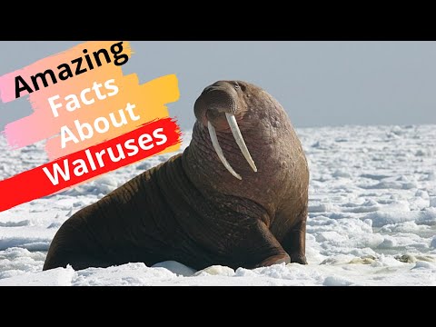 वीडियो: वालरस के बारे में रोचक तथ्य