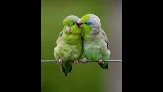 Ötüşe Ötüşe Diye Bilirdik Ya …… Resimi