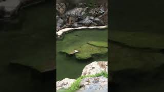 Snow monkey 🐵 Japanese Macaque at hot water spring | Onsen #shorts