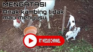 Mengatasi anak kambing / cemple tidak mau menyusu. @rtwedus