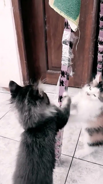 kucing lomba panjat pinang