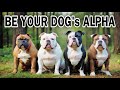 🔥 How To Be An Alpha To Your American Bully Pitbull Dog 🔥