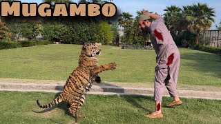 Mugambo Nay Faisal Pa Hamla Kar Diya 🐯😲