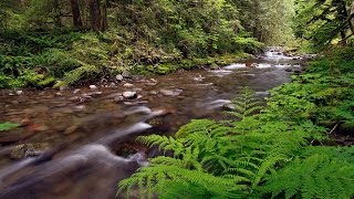 Historic plan for western Oregon