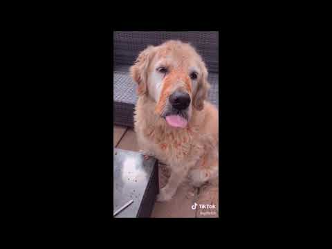 Video: Suņu Barošana Ar Diabētu Uztura Tīrradņu Suns