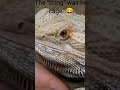 ULTIMATE Bearded Dragon SHED Compilation | ENJOY 😉!!! @Chuck Norriz Bearded Dragon