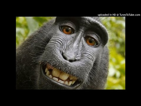 L Morphine Virgule Instrumental