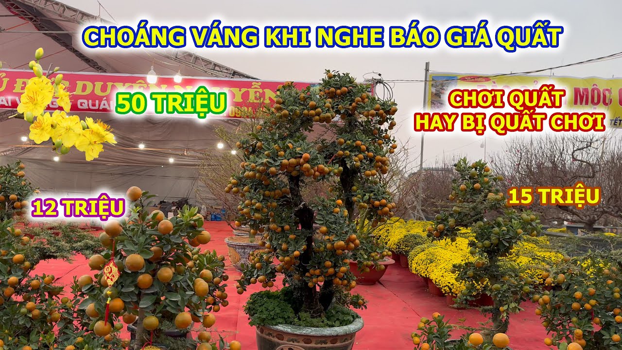 CHOÁNG VÁNG KHI NGHE GIÁ QUẤT CẦN THĂNG ĐỘC LẠ NHẤT CHỢ HOA XUÂN CỔ LINH LONG BIÊN