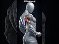 4 Exercise for sharp triceps #gymmotivation #health #gym #exercise