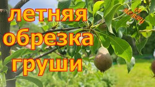 ЧТО делать с волчками на ГРУШЕ! ? Летняя обрезка груши! Для ЧЕГО