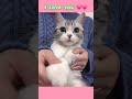 Chào buổi sáng cả nhà iu🥰🥰 #chomeodangyeu #cuncon #meocon #dethuong #petvideos