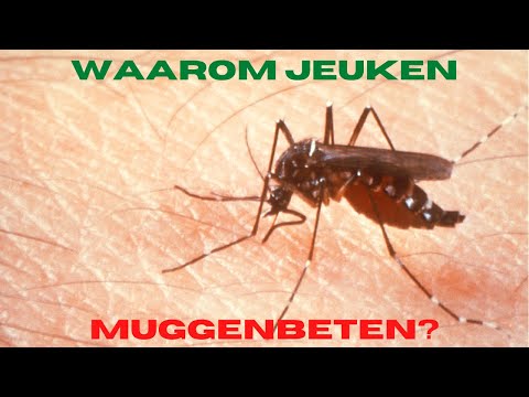 Video: Waarom Jeuken Muggenbeten? Plus 10 Tips Voor Jeukverlichting