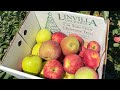 🍏🍎apple recipes loading🍎🍏 #applepicking #fall #linvillaorchards #icedcoffee #fallvibes
