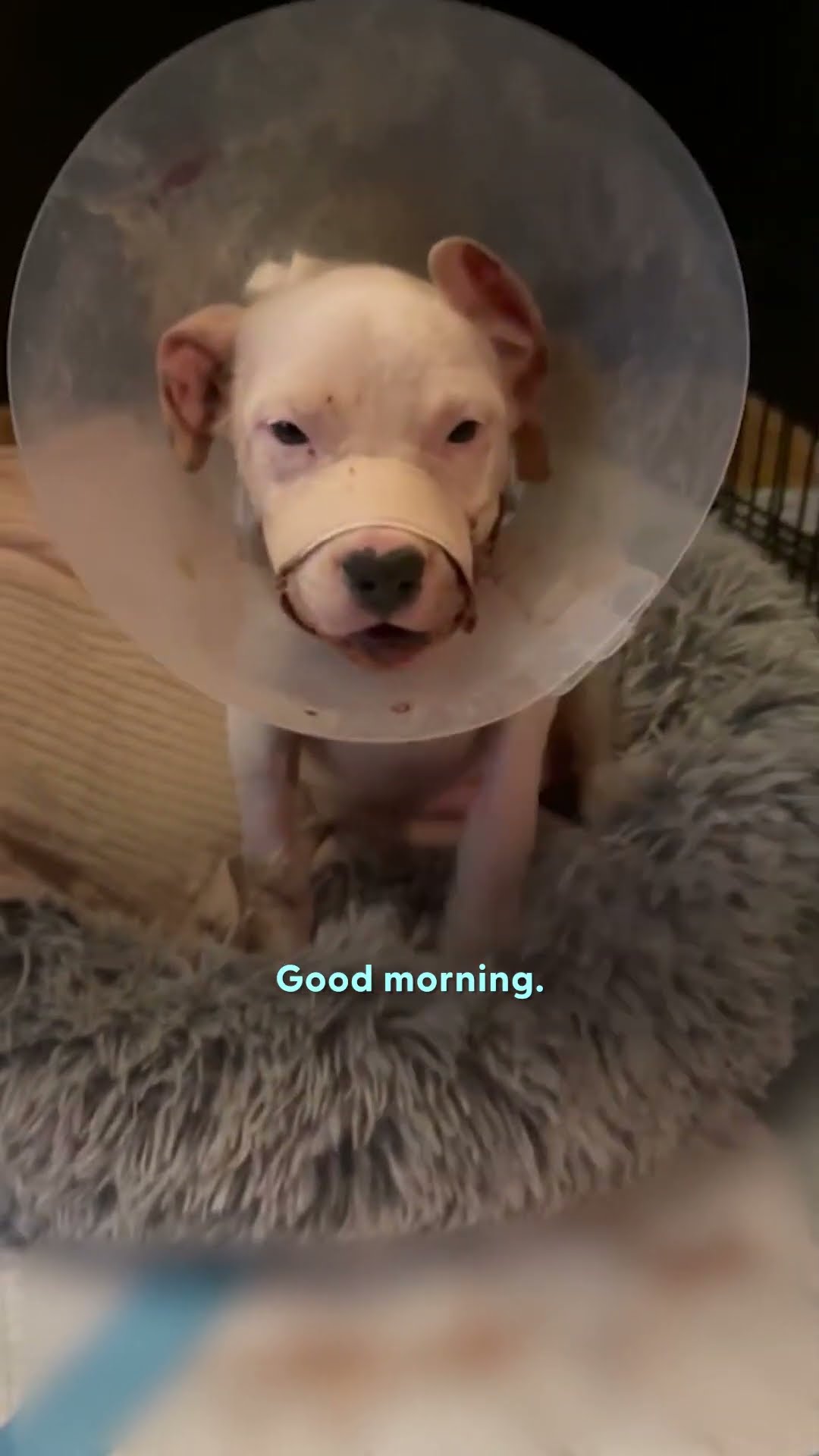 Dog With A Broken Jaw Found In The Road | The Dodo