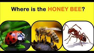 IQids Quiz: Where is the HONEY BEE?