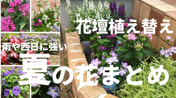 夏に強い花 Youtube 夏に強い花 Youtube