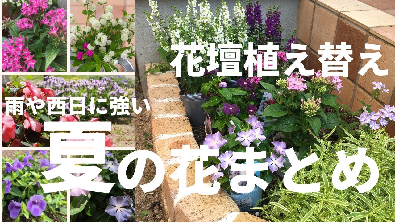 ガーデニング 夏の花壇へ 西日 雨okで初心者でも育てやすい暑さに強い花たち Youtube