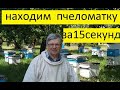 Находим пчеломатку за 15 секунд.