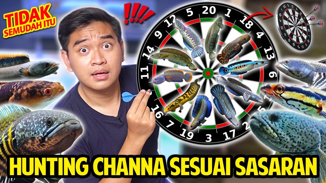 HUNTING CHANNA APAPUN SESUAI SASARAN PANAH! BELI CHANNA RANDOM TERGANTUNG PANAH YANG MENDARAT!