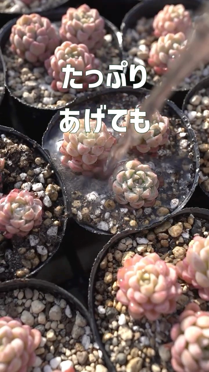 多肉植物 つぶつぶ屋 - YouTube