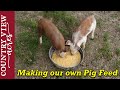 Homemade Pig Feed and Expanded Goat Area