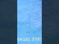 angel eyes -Kiyotaka Sugiyama-