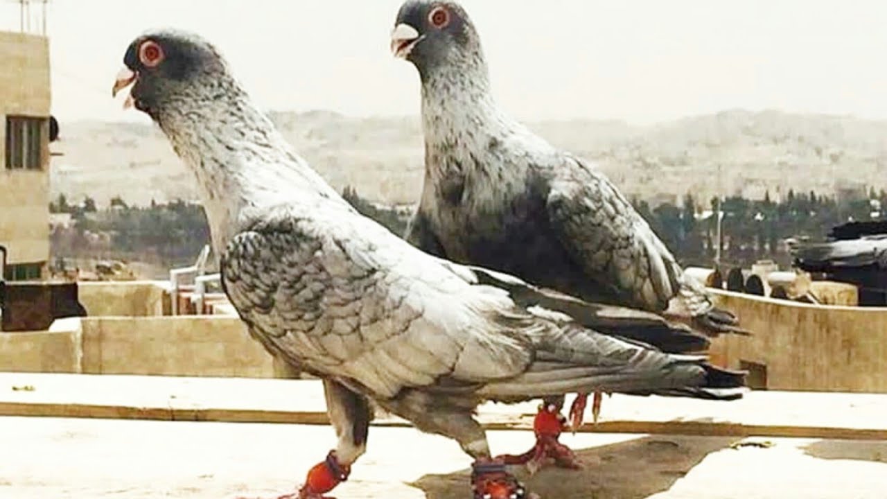 أفضل و أغلى أنواع الحمام في الشام The best and most expensive types of  pigeons in Shami "Syria" - YouTube