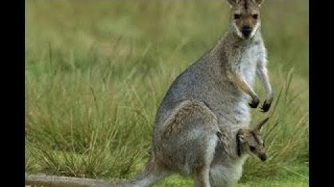 Thế giới động vật - Vua Chuột túi Thuyết minh