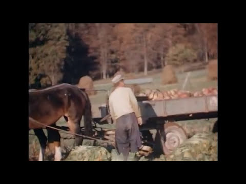 Oldtimer im Einsatz: Braugerste ernten mit historischen Landmaschinen | Unser Land | BR