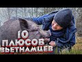 Вьетнамские свиньи. 10 плюсов и мифы о содержании вьетнамских свиней.