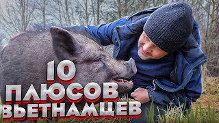 Вьетнамские свиньи. 10 плюсов и мифы о содержании вьетнамских свиней.