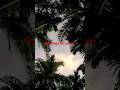 #arecanut#plants#nature#farm landf#song#trending#shorts#viral#santoshnagekaé