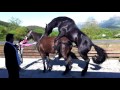 Horse Mating Life Of A Horses Part 2 Horse Mating Life Of A Horses Part 2
