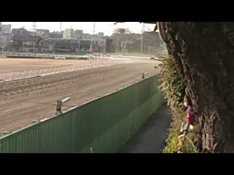 #ユングフラウ賞#浦和競馬場   #ゲート  発走～ゴールする動画‼️  #ウワサノシブコ   #和田譲治騎手  勝利🏆おめでとう🎉
