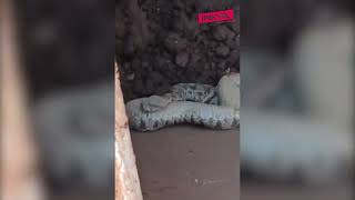 Şanlıurfada Kepçeden Dev Yılan Çıktı İşte O Anlar