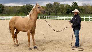 Is He Too Much Horse For A Beginner?